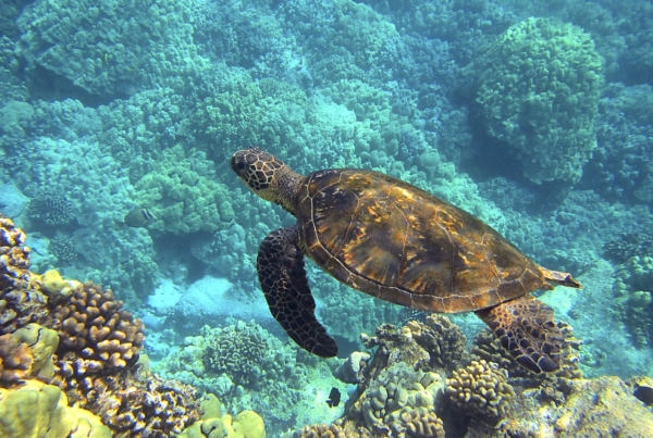 A turtle gracefully swims above a vibrant coral reef